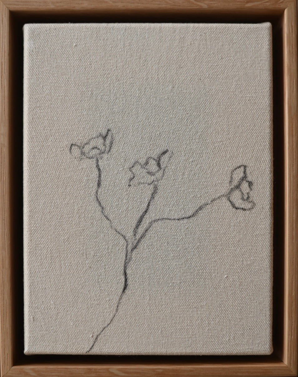 Cosmos in Charcoal