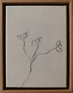 Cosmos in Charcoal